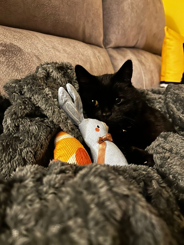 A black cat laying on a blanket with an orange fish toy and a blue bunny toy.